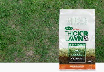 Repair Thin Lawns