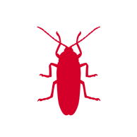 Roaches
