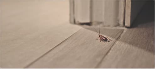 How To Keep Bugs From Getting In Your Home