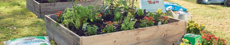 Shop the latest live plant arrivals at your local Ace